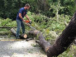 Best Tree and Shrub Care  in Avalon, CA